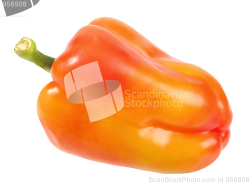 Image of Single red-orange fresh pepper