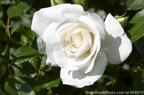 Image of White rose