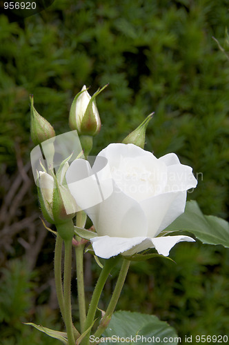 Image of White rose