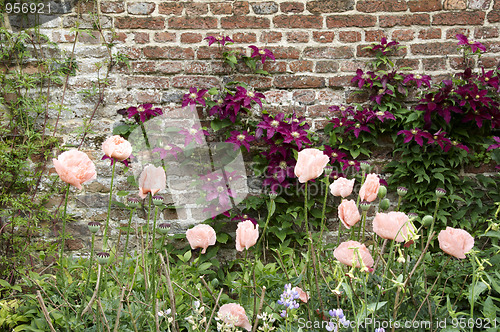 Image of Wall garden