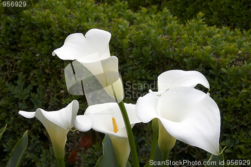 Image of Zantedeschia