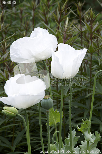 Image of White poppy