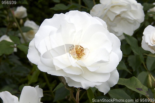 Image of White rose