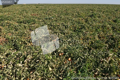 Image of Tomatoes