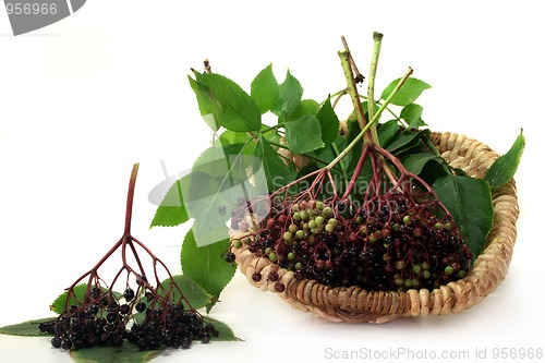 Image of Elderberries