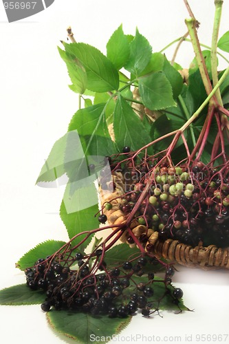 Image of Elderberries