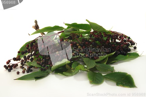 Image of Elderberries