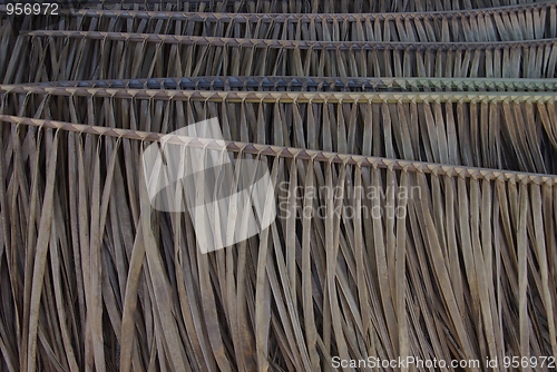 Image of leaf of palms