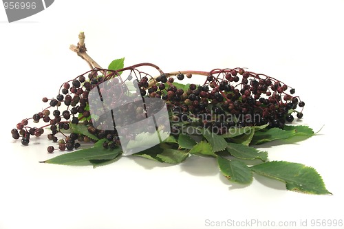 Image of Elder berries
