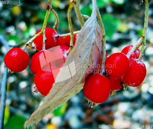 Image of Wild berries