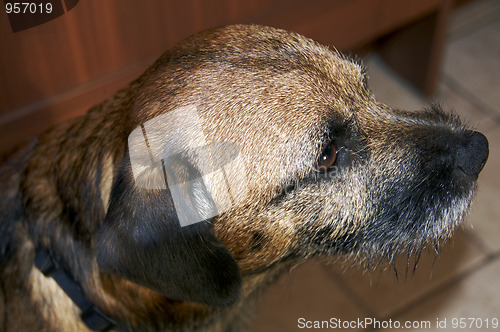 Image of Border terrier