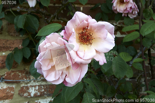 Image of Pink rose