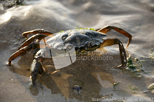 Image of Crab