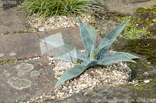 Image of Agave