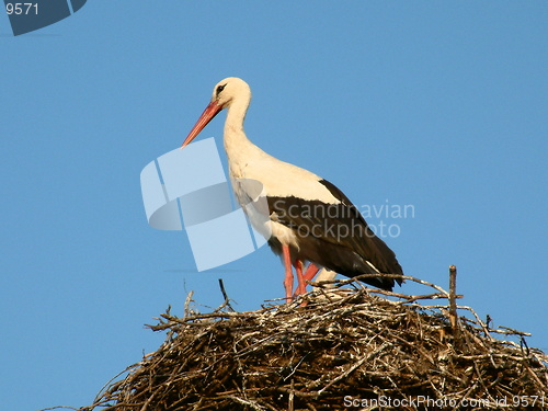 Image of White stork