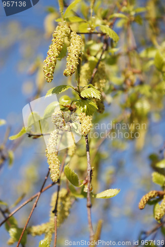 Image of Birch seeded spring branch