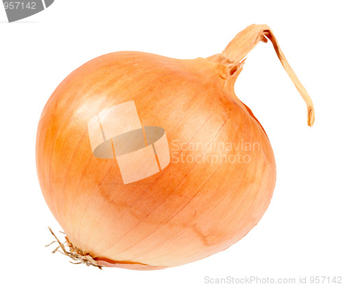 Image of Single a orange fresh onion