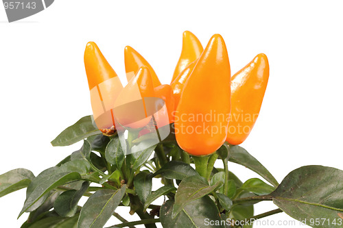 Image of Group of a decorative orange peppers