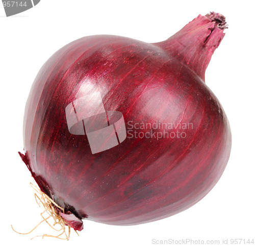 Image of Single a dark-red fresh onion