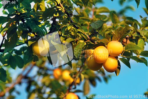 Image of Yellow plums