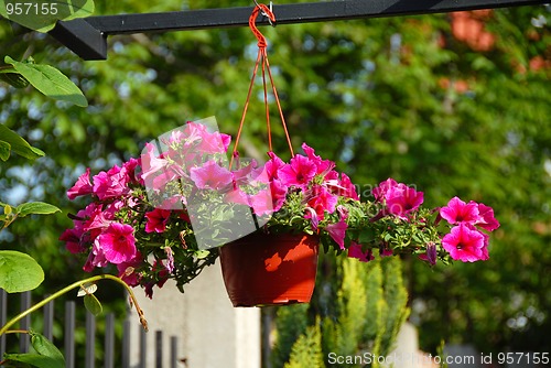 Image of Pink petunias