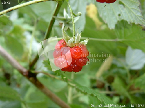 Image of Raspberry