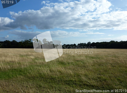 Image of Grass Feild