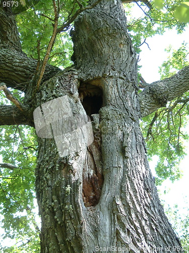 Image of Oak tree trunk with hole