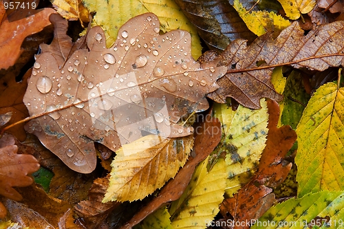 Image of Raindrops