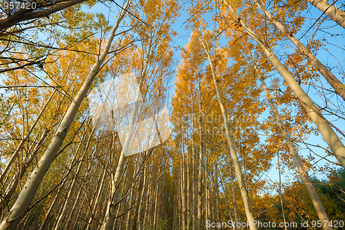 Image of Trees