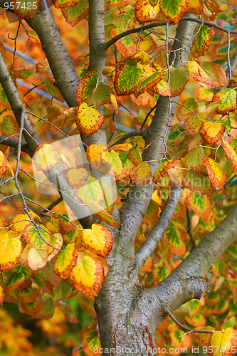 Image of Autumn