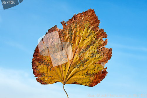 Image of Leaf