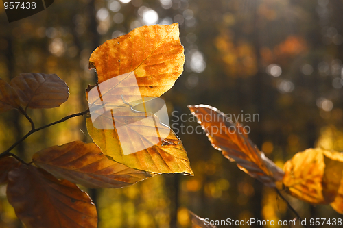 Image of Leaves