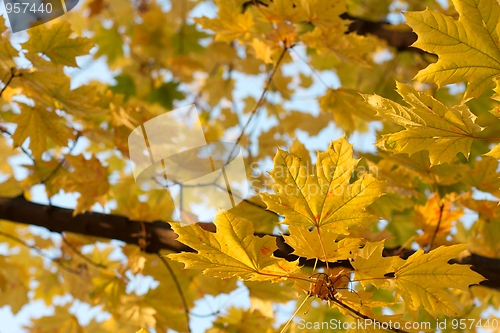 Image of Autumn leaves