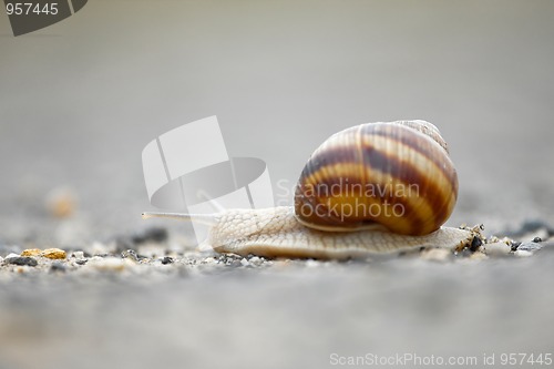 Image of Snail