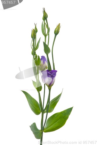 Image of Beautiful violet flower