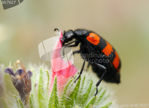 Image of Blister beetles on a flower