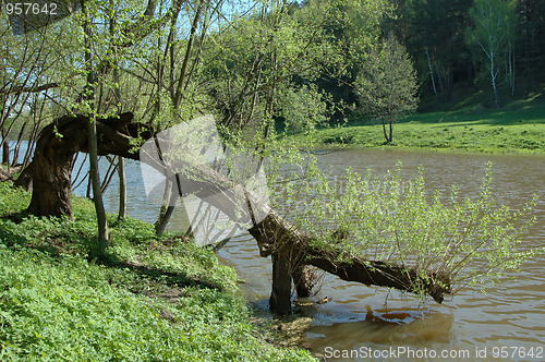 Image of Tree over water