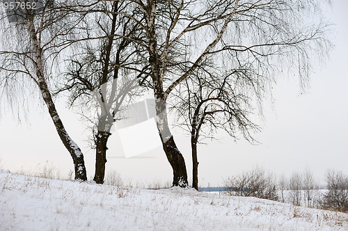 Image of Winter landscape with birches