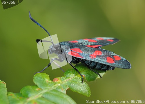 Image of The butterfly Zygaena filipendulae