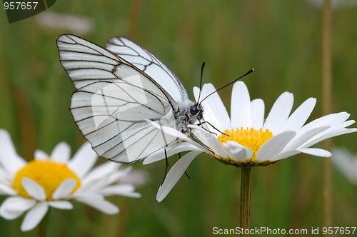 Image of Butterfly on a flower.