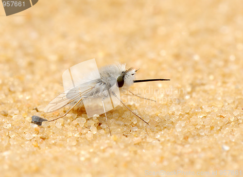 Image of Downy fly