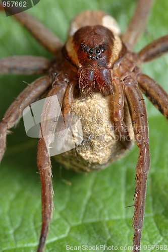 Image of Spider with a cocoon.