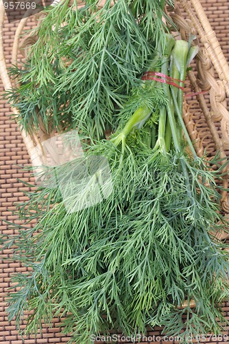 Image of Dill