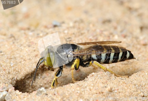 Image of Wasp Bembex rostratus