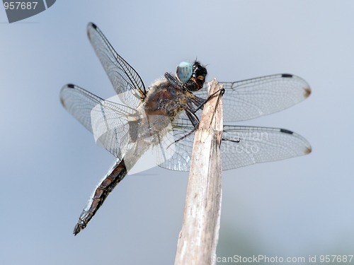 Image of Dragonfly close-up
