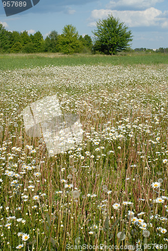 Image of Blooming meadow.