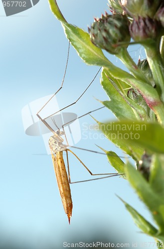 Image of Mosquito crane-fly