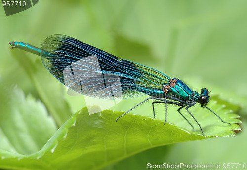 Image of Dragonfly Calopteryx splendens 