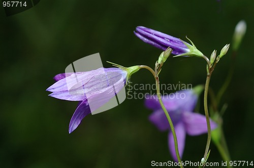 Image of Campanula rotundifolia